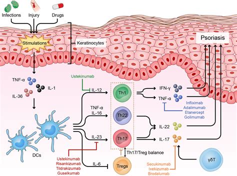 Frontiers The Role Of Helper T Cells In Psoriasis