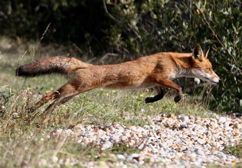 Image Result For Fox Chasing Rabbit Animales Zorro Referencias