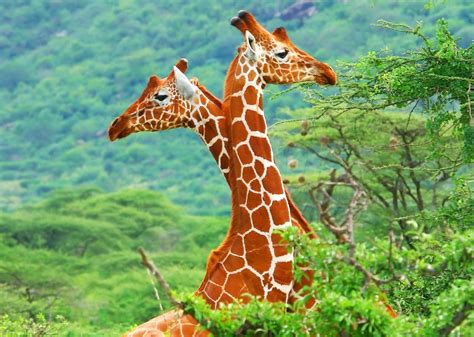 animals, Giraffes Wallpapers HD / Desktop and Mobile Backgrounds