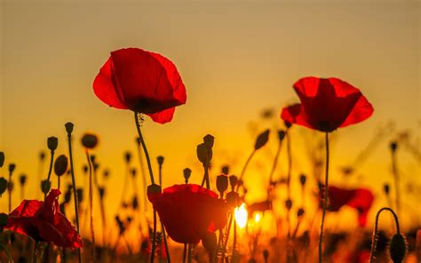 Wallpaper Sunset Poppies Field Red Flowers 1920x1200 Hd Picture Image