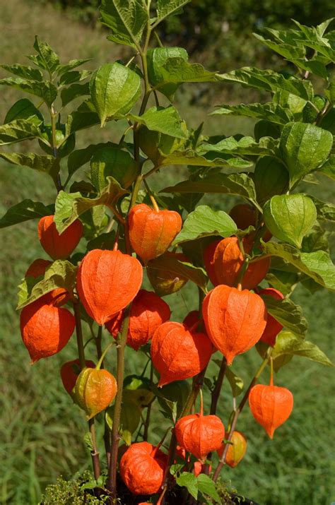 We did not find results for: Lampionblume - Wikipedia