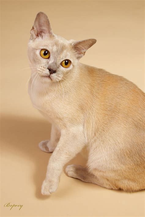 European Burmese Cat Breeds Siamese Siamese Cats Cats And Kittens