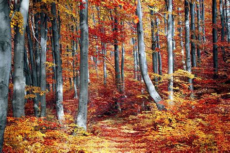 Tall Gray Red And Yellow Leaf Trees Fall Leaf Season Wood Tree