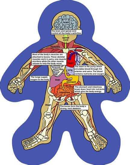 The concept of a dynamical system has its origins in newtonian mechanics.there, as in other natural sciences and engineering disciplines, the evolution rule of dynamical systems is an implicit relation that gives the state of the system for only a short time into the future. Quia - Class Page - humanbody2