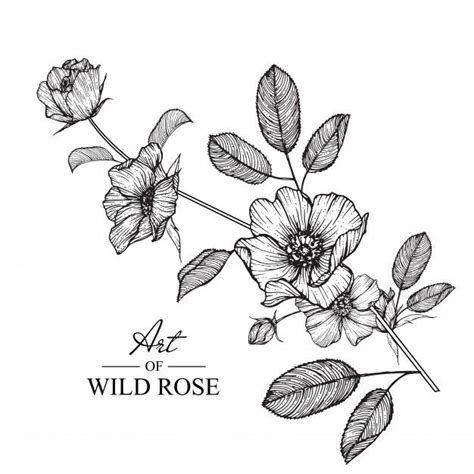 Beautiful Line Drawing Of Wild Roses Tatuagem De Flores Silvestres