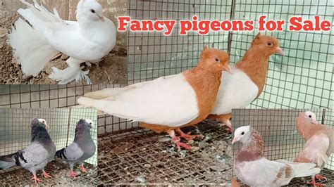 Part 2 Fancy Pigeons For Sale High Quality Birds फैंसी कबूतर Pigeons