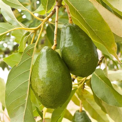 We did not find results for: Cold Hardy Avocado Trees for Sale - FastGrowingTrees.com