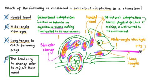 Question Video: Identifying a Behavioral Adaptation of Chameleons | Nagwa
