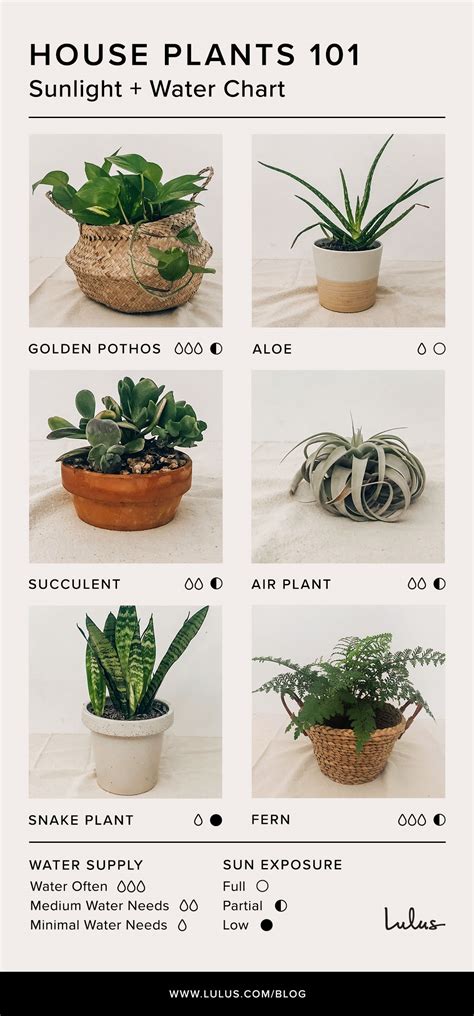 Indoor House Plants 101 An Easy Care Guide