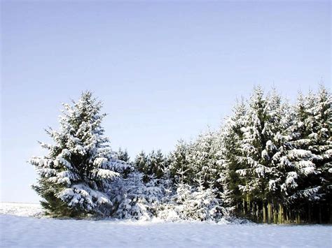 Free Picture Spruce Trees Covered Snow Winter Time