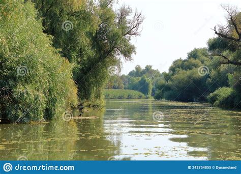 A Small River Channel In The Danube Delta Stock Image Image Of Leaf