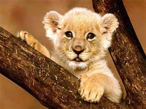 Cute Lion Pictures