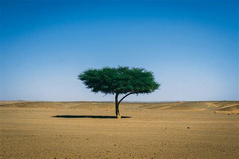 Sahara Desert Trees