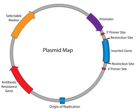 The dna sequence on the plasmid can encode for proteins in the rest of the article, i will share a general and simplified view of the plasmid for you to gain a sense of appreciation. Plasmids 101: What is a plasmid?