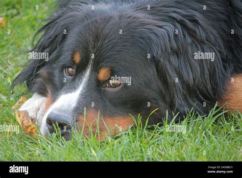 Bernese Mountain Dog Stock Photo Alamy