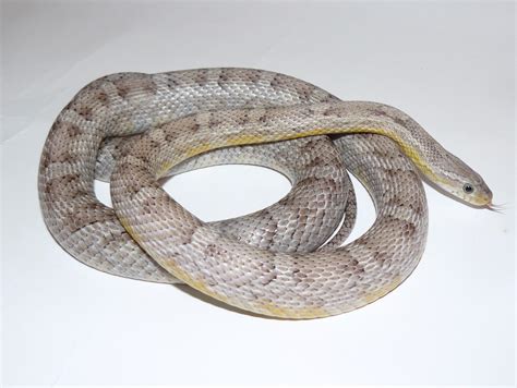 E Midlands Corn Snakes For Sale Amel Stripe Het Hypo Lavender Lava