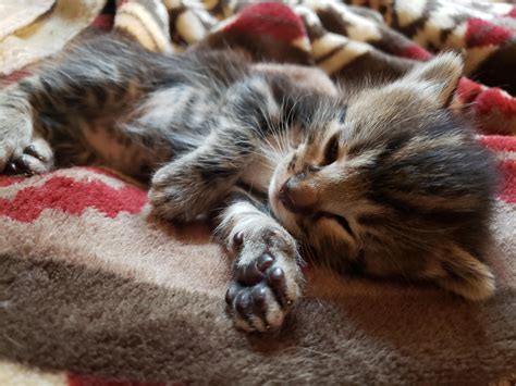 Some very small very sleepy beans | Very sleepy, Very cute cat images, Beautiful cats pictures
