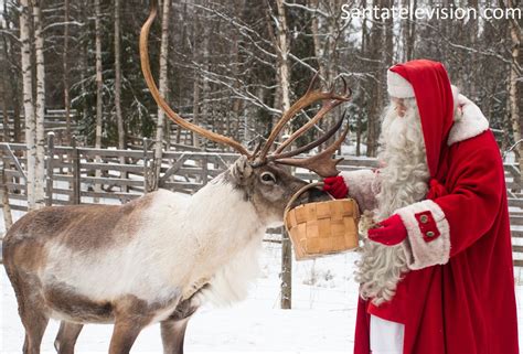 santa claus feeding reindeer in santa claus village in rovaniemi lapland noel en laponie pere