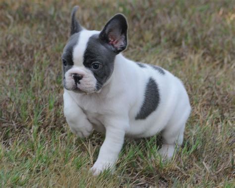 One of our favorite thing about pieds is that they all come with their own unique pattern and design and there are no two just alike. Blue Pied Boy 7 weeks!!!! - French Bulldogs by Bullistik