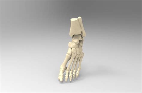 3d Printable Model Real Size Human Left Foot Cgtrader
