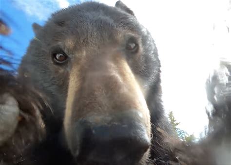 Un oso curioso graba accidentalmente un video con una cámara GoPro