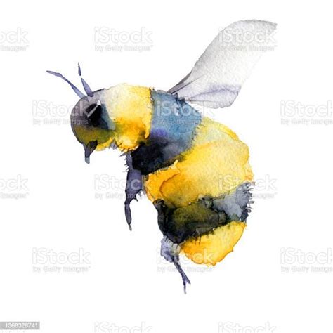 Watercolor Illustration Of A Bumblebee Bee Stock Illustration