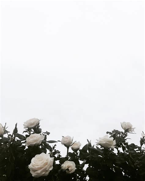 White Rose Aesthetic Wallpapers Top Những Hình Ảnh Đẹp
