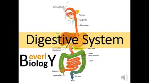 Digestive System Youtube