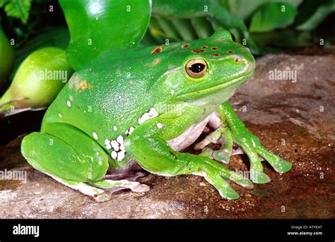 Vietnamese Giant Treefrog Polypedates Sp Native To Vietnam Stock