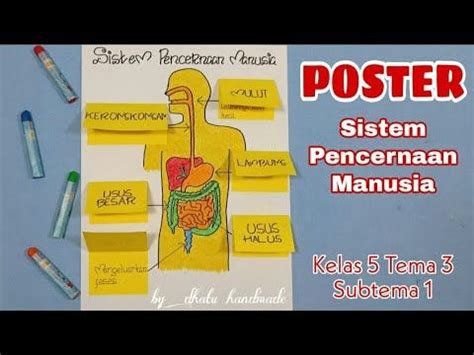 Membuat Poster Sistem Pencernaan Manusia Caribes Net Sexiz Pix