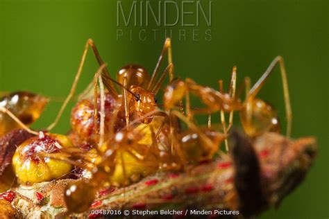 Minden Pictures Yellow Crazy Ant Anoplolepis Gracilipes Guarding
