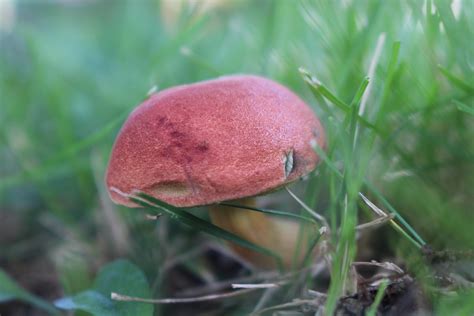 Rare Red Wild Mushrooms Stlouis Missouri Mo Rmushrooms