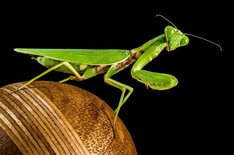 Todo Lo Que Debes Saber Sobre La Mantis Religiosa Planeta En Línea