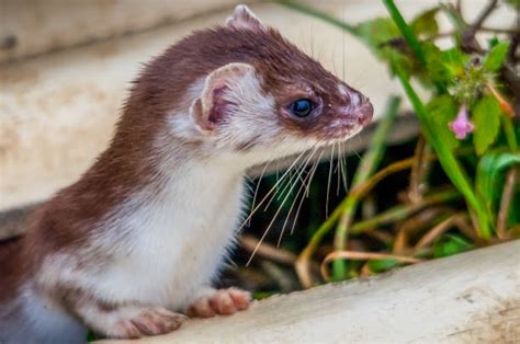 Weasel Stock Photos Pictures And Royalty Free Images Istock