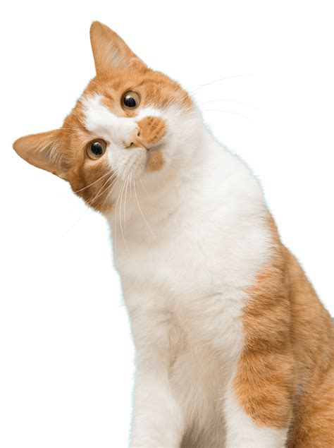 Eye blind blindness defect geriatric healt healthy problem healthawareness. Cat Adoption Team | Sherwood Cat Rescue | Cat Adoption Center