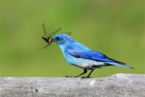 20 Inspiring Pictures Of Indigo Buntings Birds And Blooms