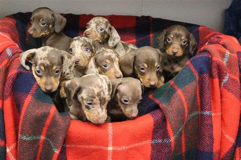 Dachshunds Through The Snow Can You Help The Rspca Care For 9 Pups