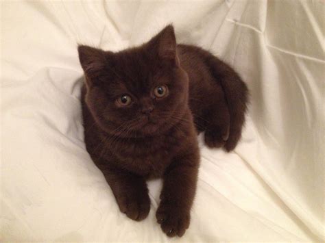 Where To Find British Shorthair Cats For Rehoming My 55 Off