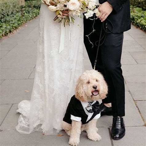 Dog Ring Bearers The Complete Guide