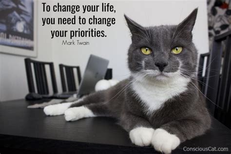 Sunday Quotes Priorities Purrs Of Wisdom With Ingrid King