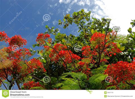 Di alberi con fiori rossi | fiori rossi di. Albero Con I Fiori Rossi Fotografie Stock - Immagine: 3537773