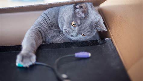 How To Keep Your Cat Safe From Cords Wires And Cables Cattime Cat