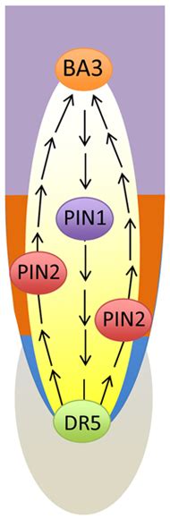 Schematic Views Of Two Loops Of The Polar Auxin Transport Streams At