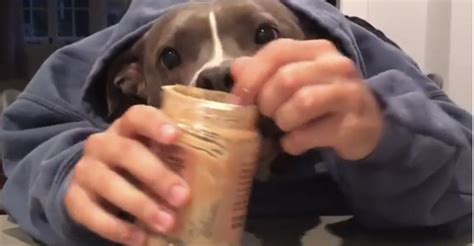 Dog With Human Hands Eating Peanut Butter Is What You Need