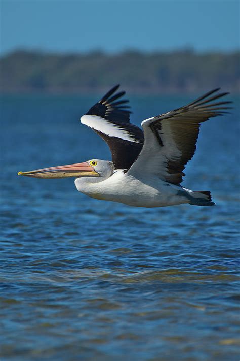 A Pelican Flying Low Over The Water Portrait Photograph By Jason