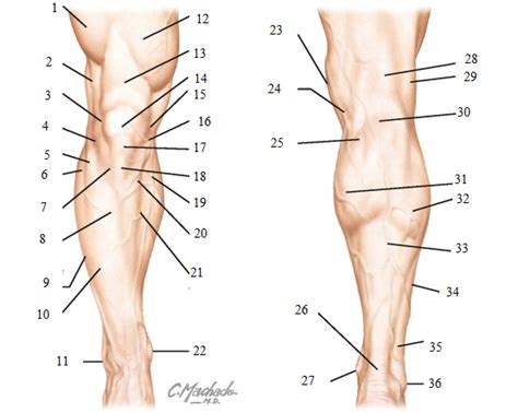 Netter S Concise Orthopaedic Anatomy Chapter Leg Knee Topographic