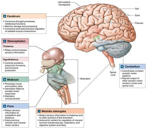 Your thalamus acts as a relay station for incoming sensory nerve impulses, sending them on to appropriate. 14.1: The brain develops four major regions: the cerebrum ...