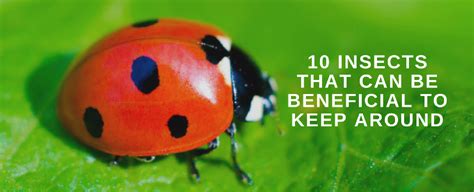 Memphis Pest Control | 10 Beneficial Insects to Keep Around