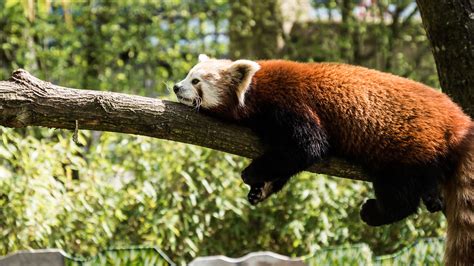 Roter Panda Zoo Karlsruhe Wikiredpand Flickr