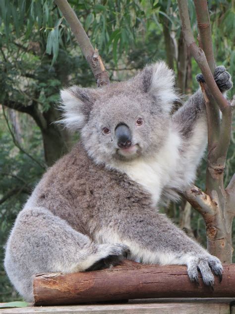 무료 이미지 자연 귀엽다 곰 야생 생물 포유 동물 관광 여행 동물 상 오스트레일리아 원주민 회색 모피
